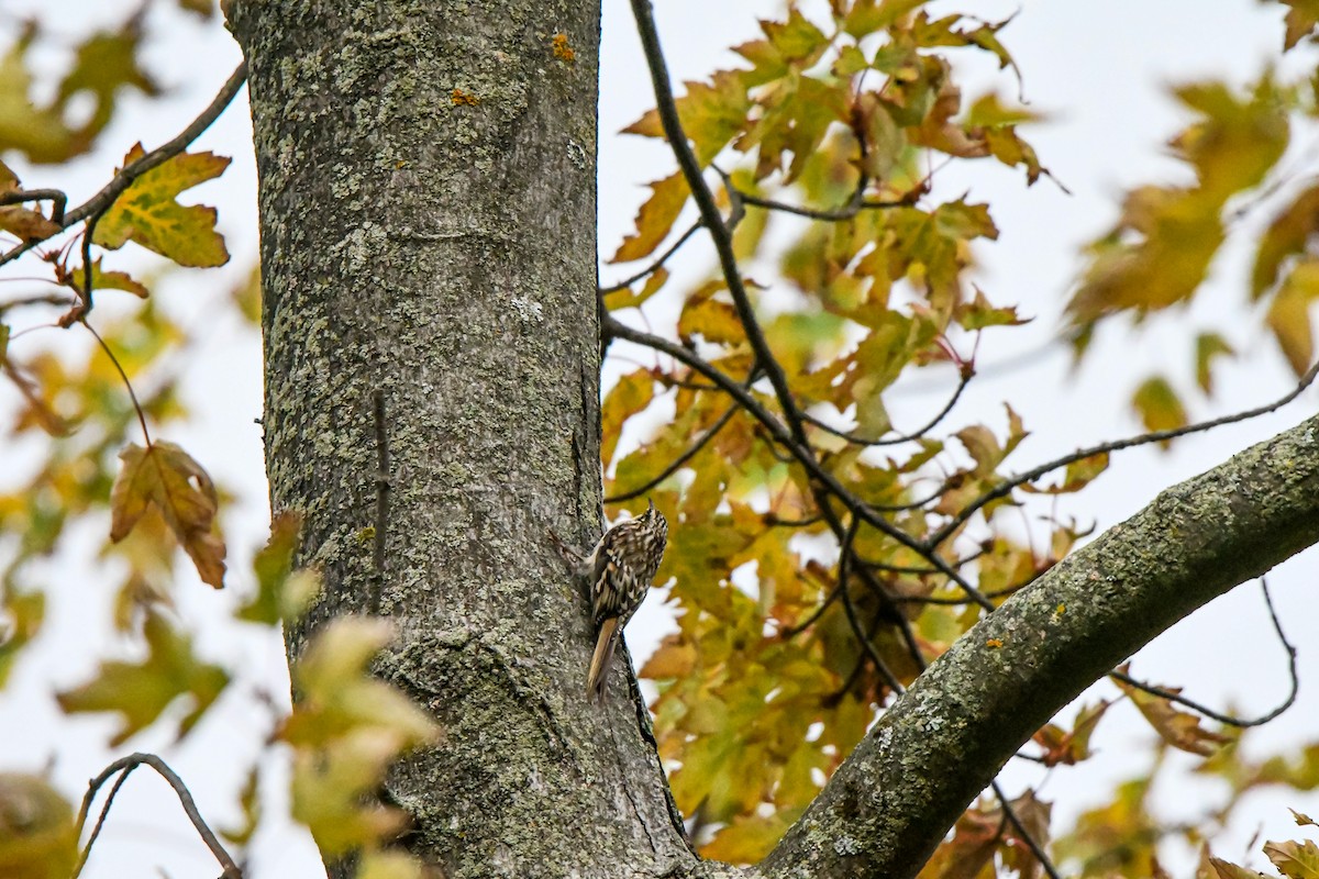 Brown Creeper - ML642618628