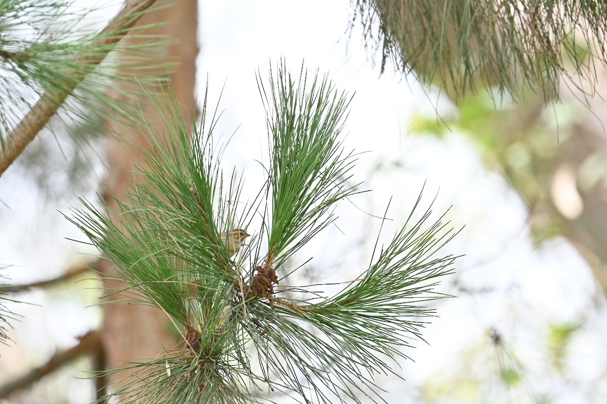 Clay-colored Sparrow - ML642618636