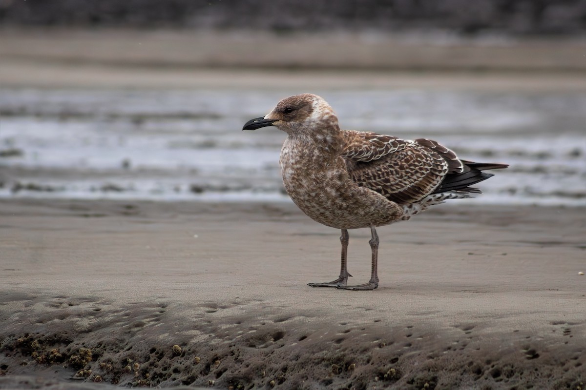 Kelp Gull - ML642618639