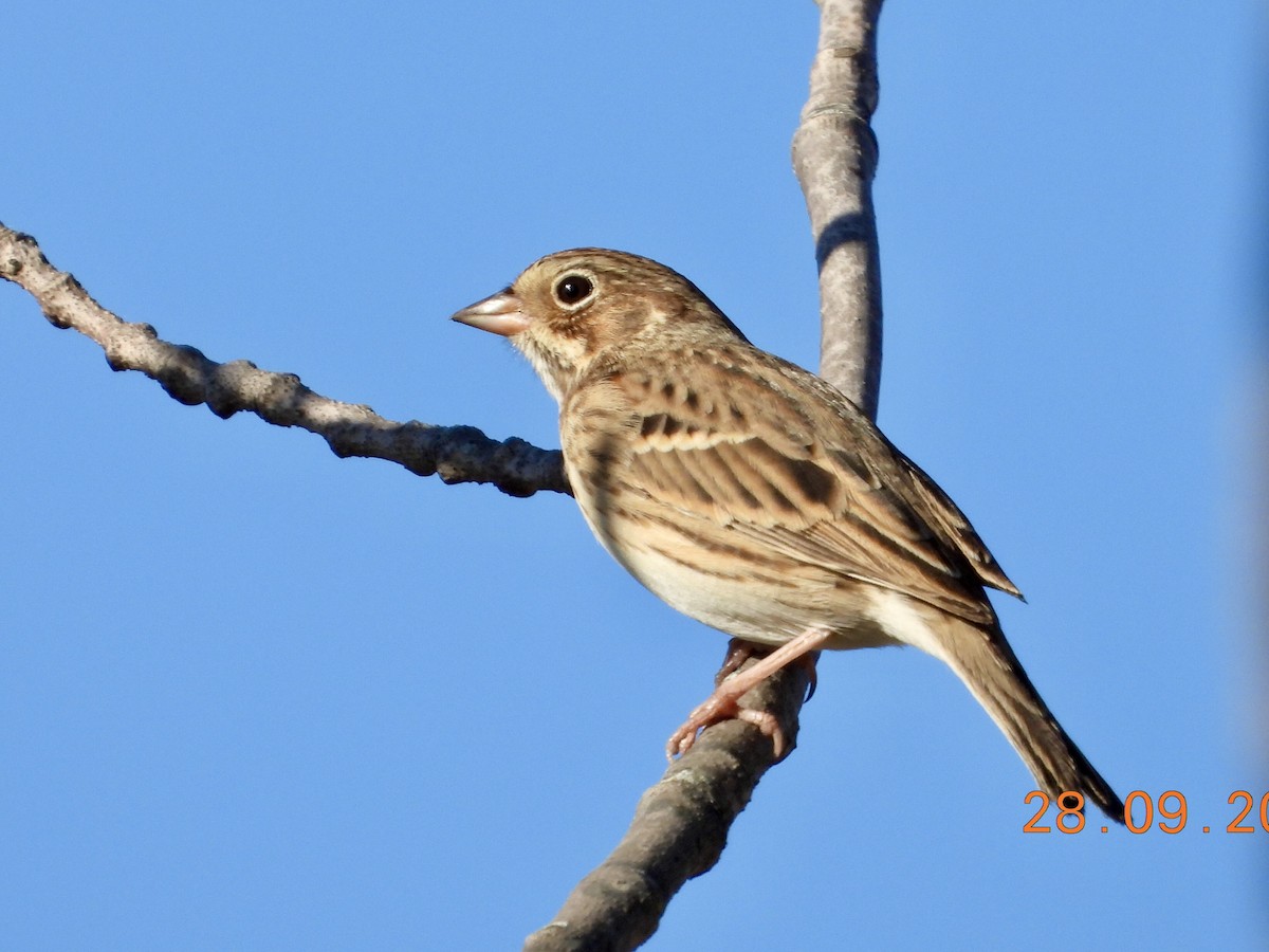Vesper Sparrow - ML642618645