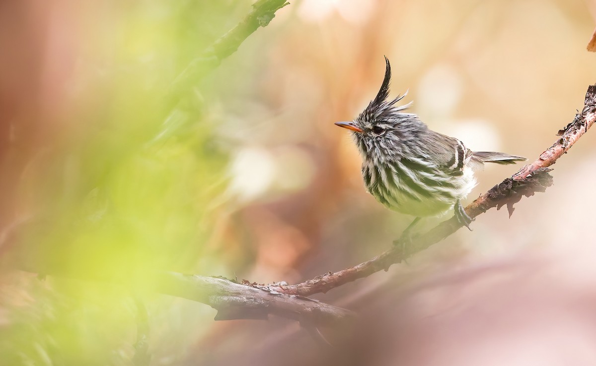 Yellow-billed Tit-Tyrant - ML642618655
