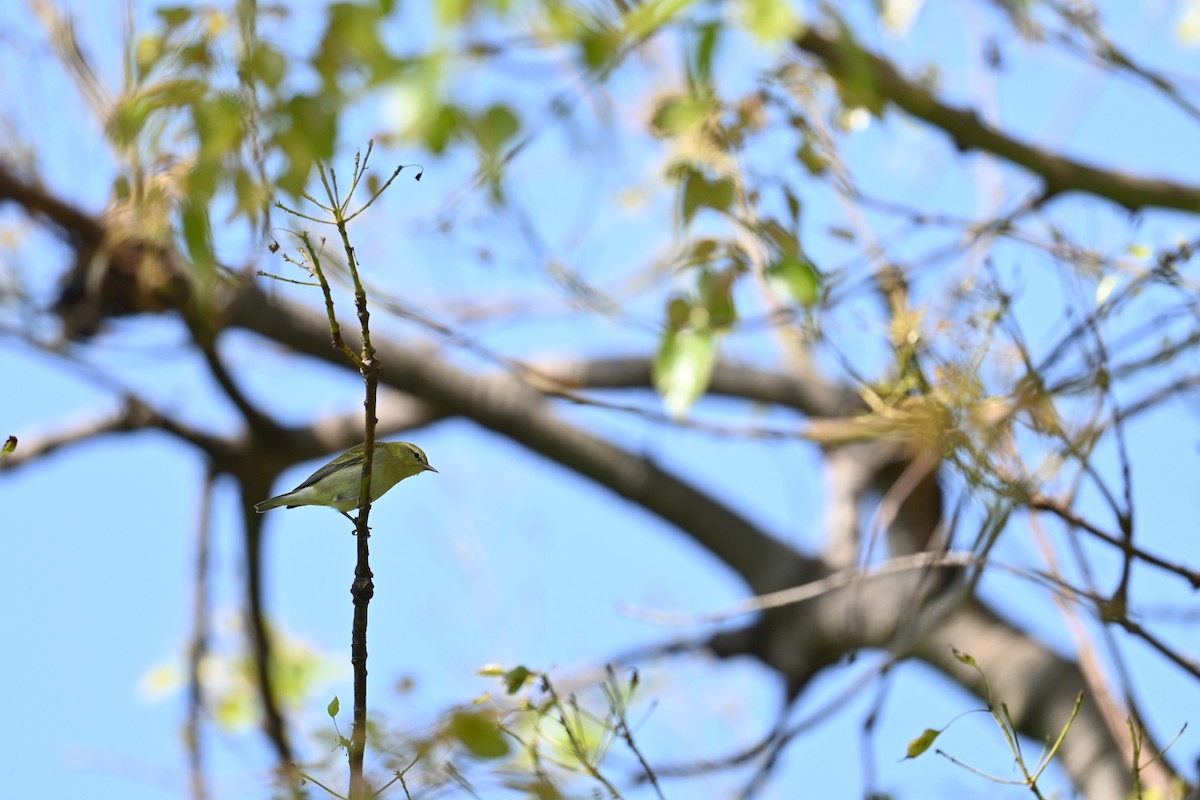 Tennessee Warbler - ML642618657