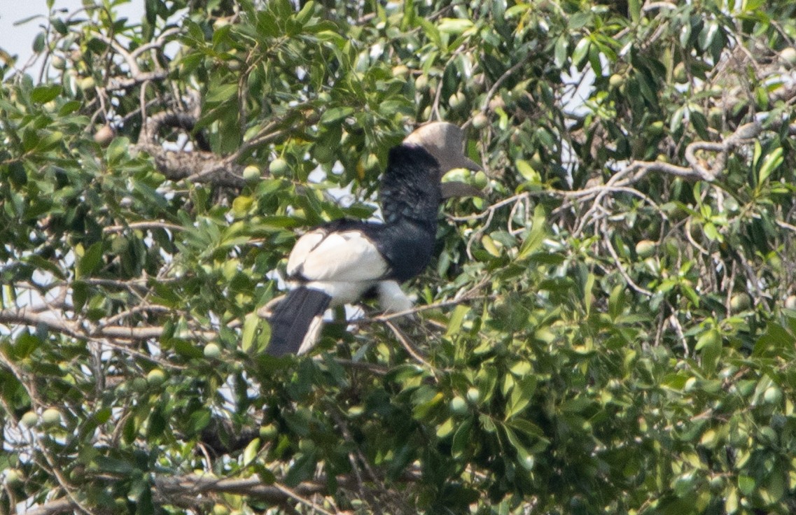 Black-and-white-casqued Hornbill - ML642618660