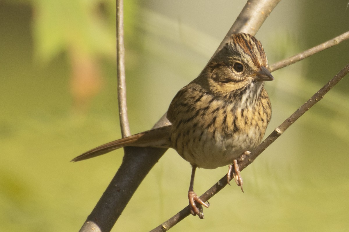 Lincoln's Sparrow - ML642618664