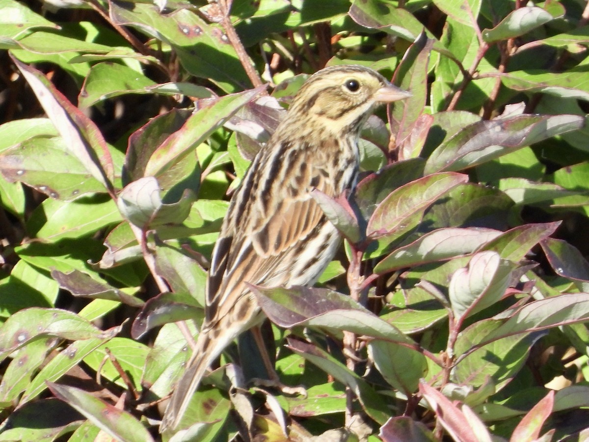 Savannah Sparrow - ML642618667