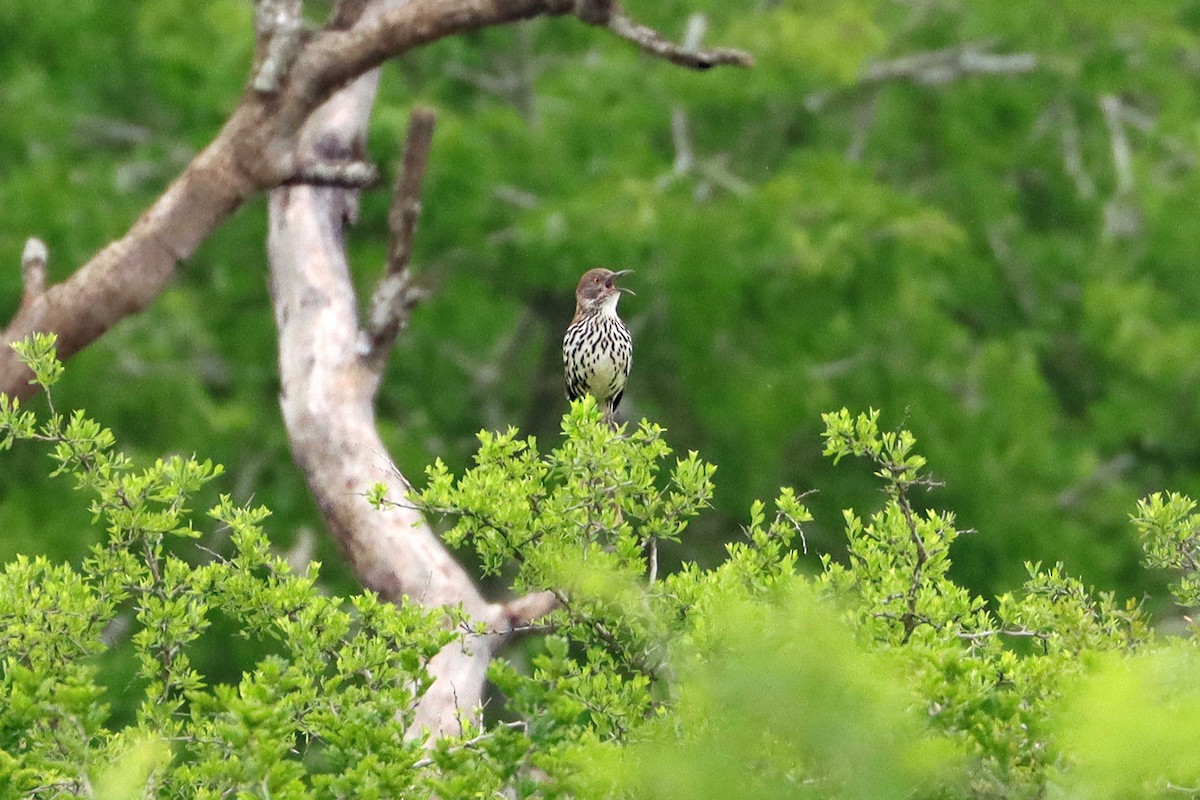 Long-billed Thrasher - ML642618668
