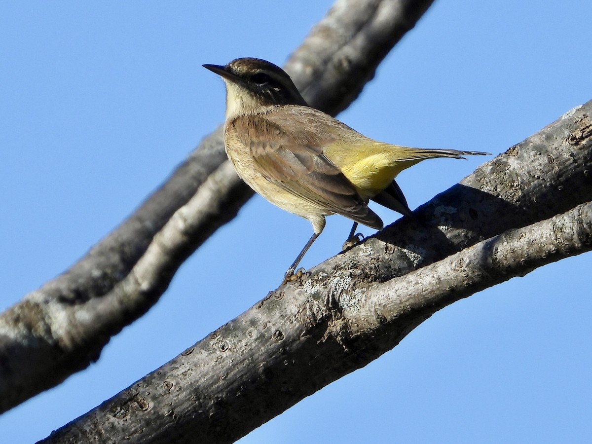 Palm Warbler - ML642618670