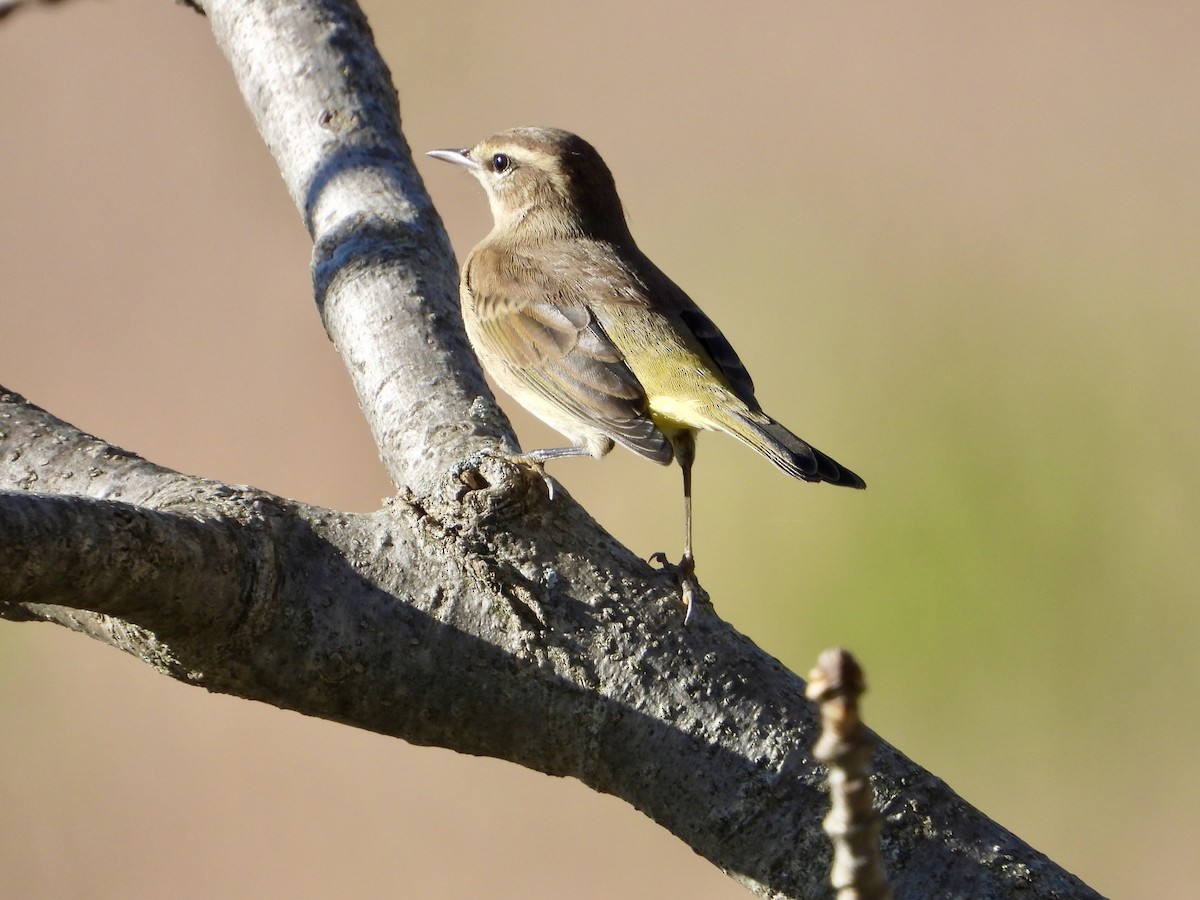 Palm Warbler - ML642618671