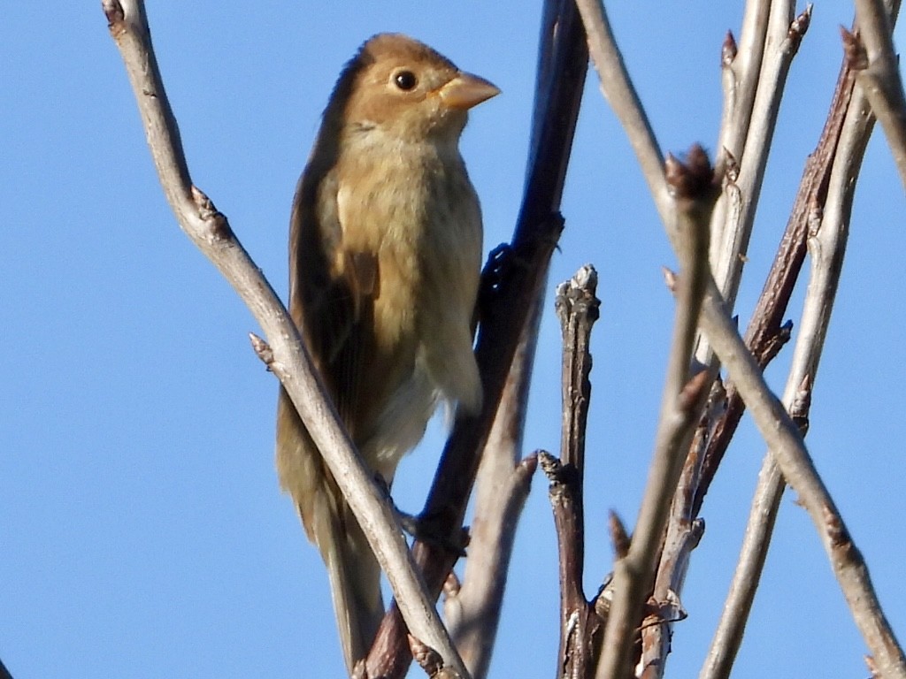 Indigo Bunting - ML642618673
