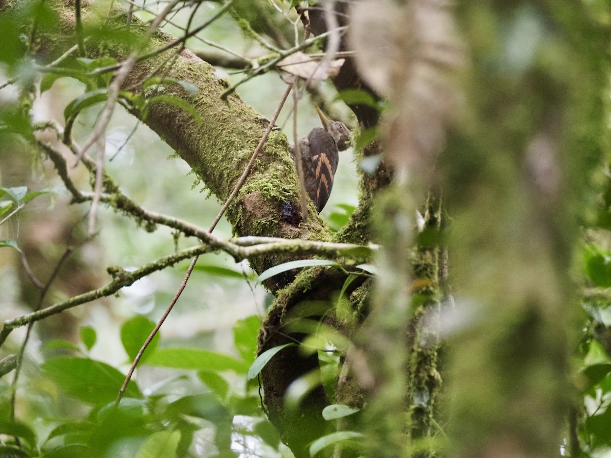 Orange-backed Woodpecker - ML642618676
