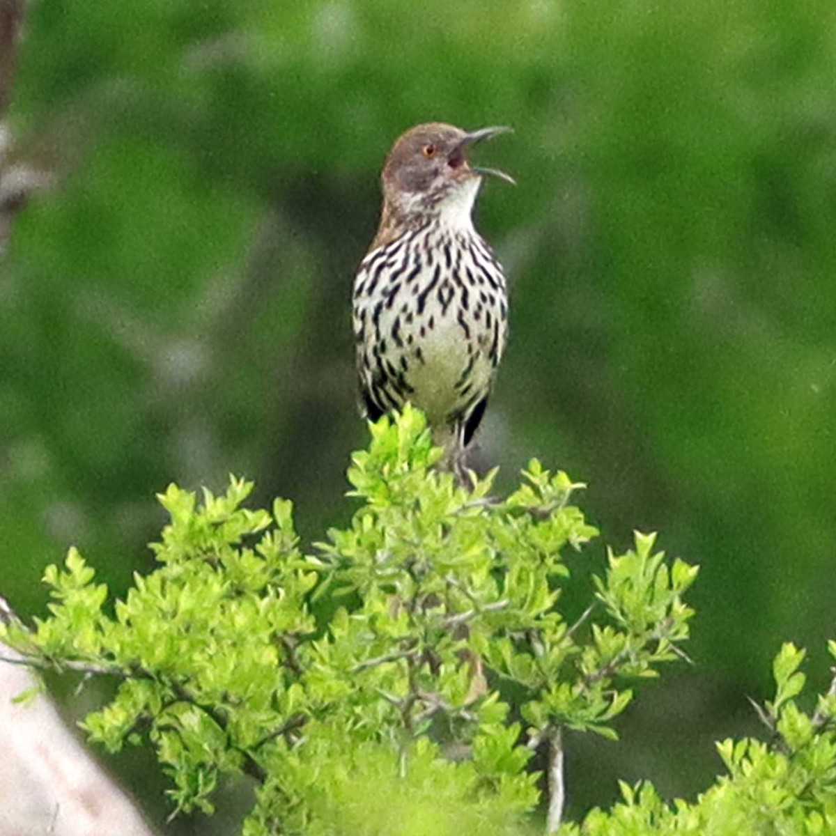Long-billed Thrasher - ML642618683