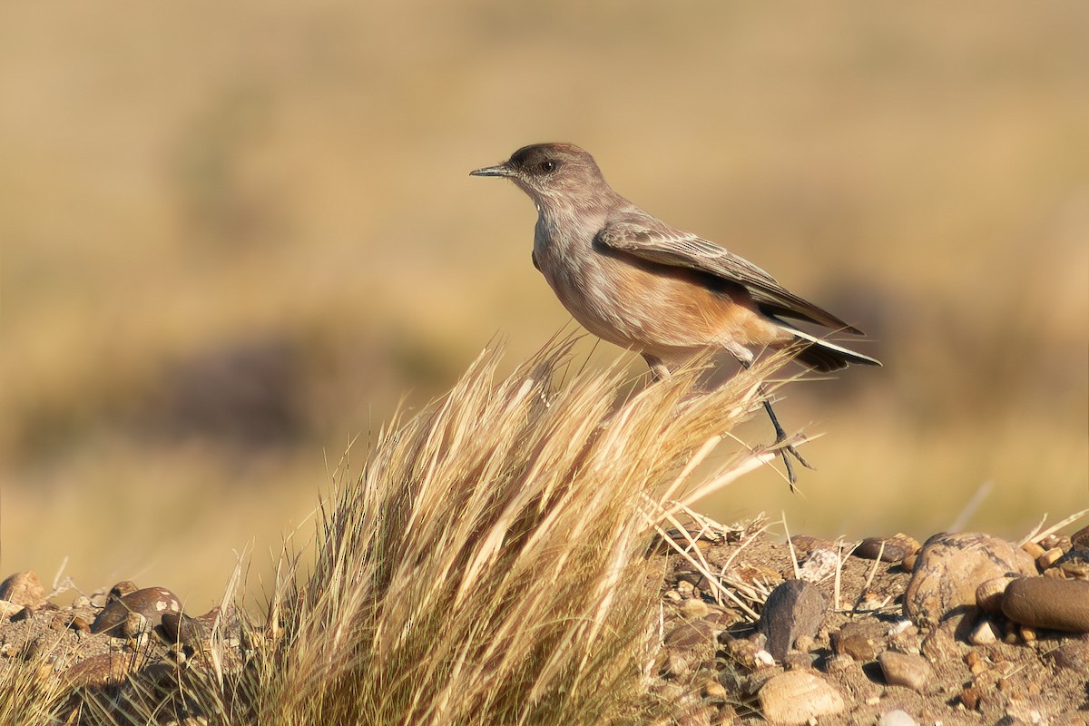Cinnamon-bellied Ground-Tyrant - ML642618686