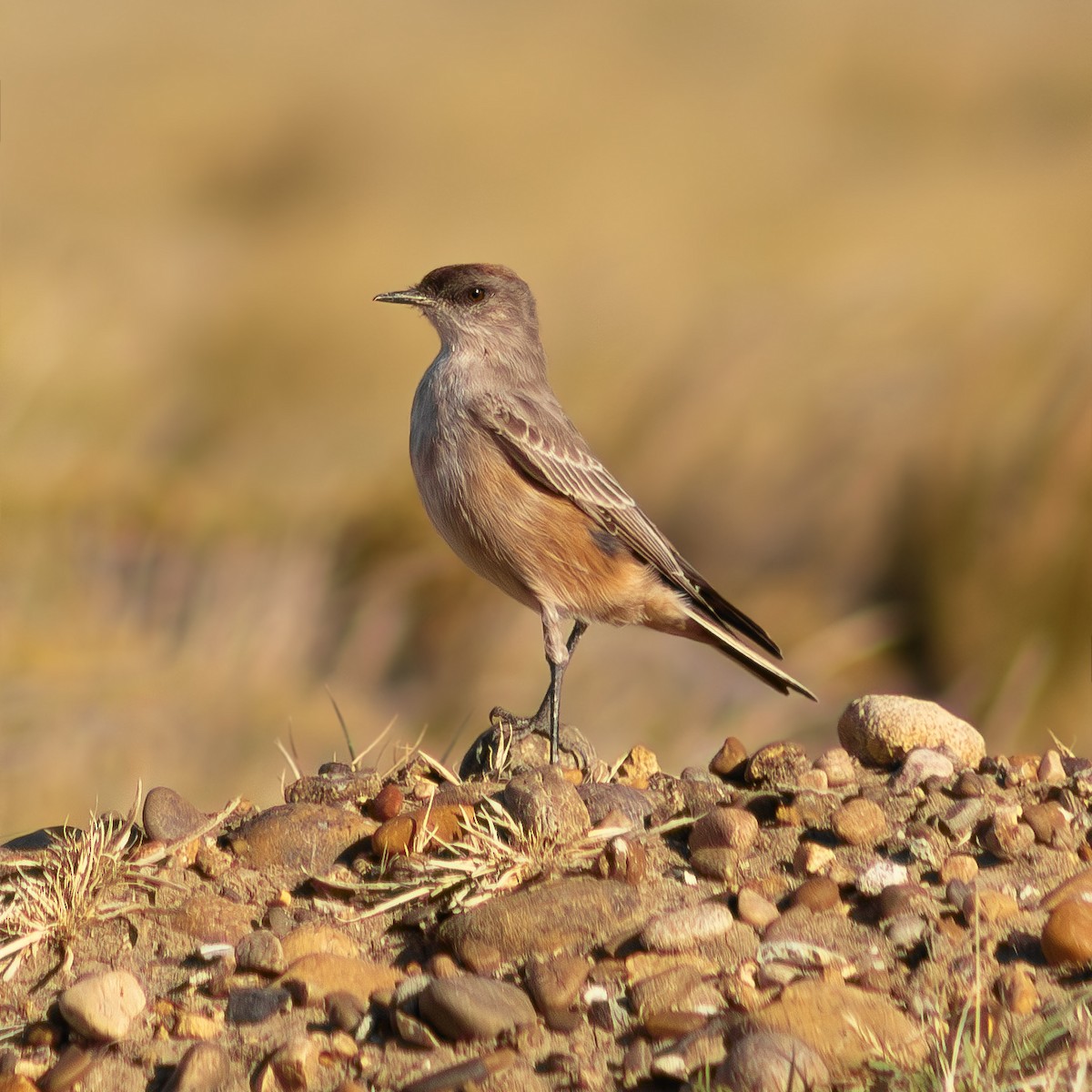 Cinnamon-bellied Ground-Tyrant - ML642618687