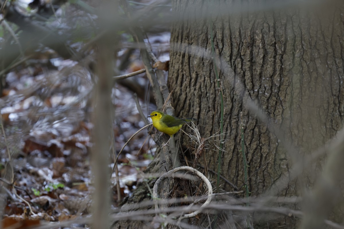 Hooded Warbler - ML642618693