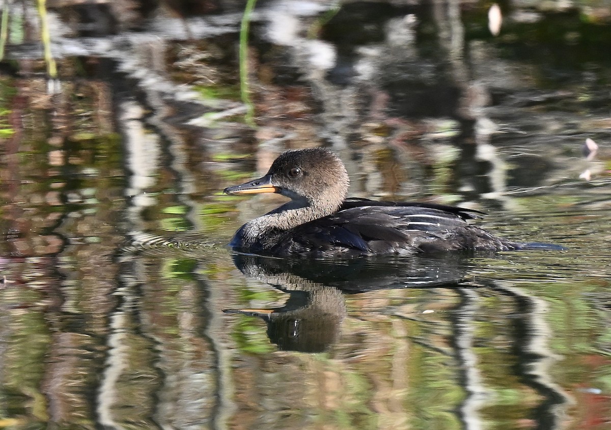Hooded Merganser - ML642618694