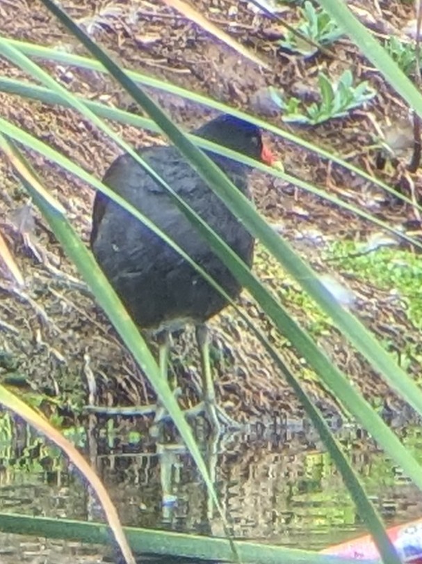 Common Gallinule - ML642618722