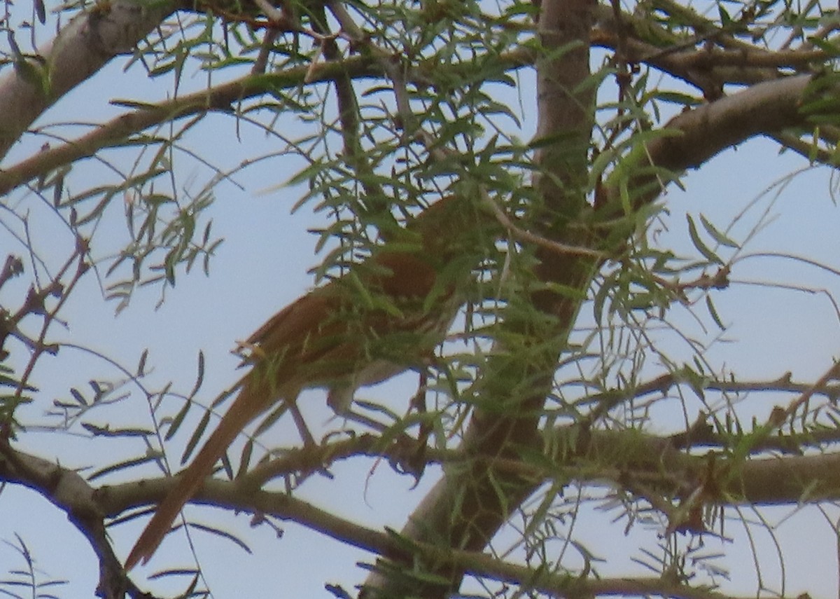 Brown Thrasher - ML642618724