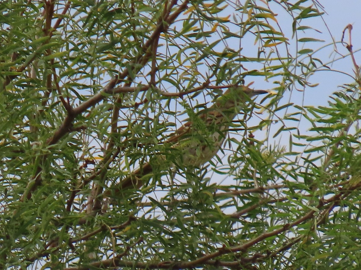 Brown Thrasher - ML642618725
