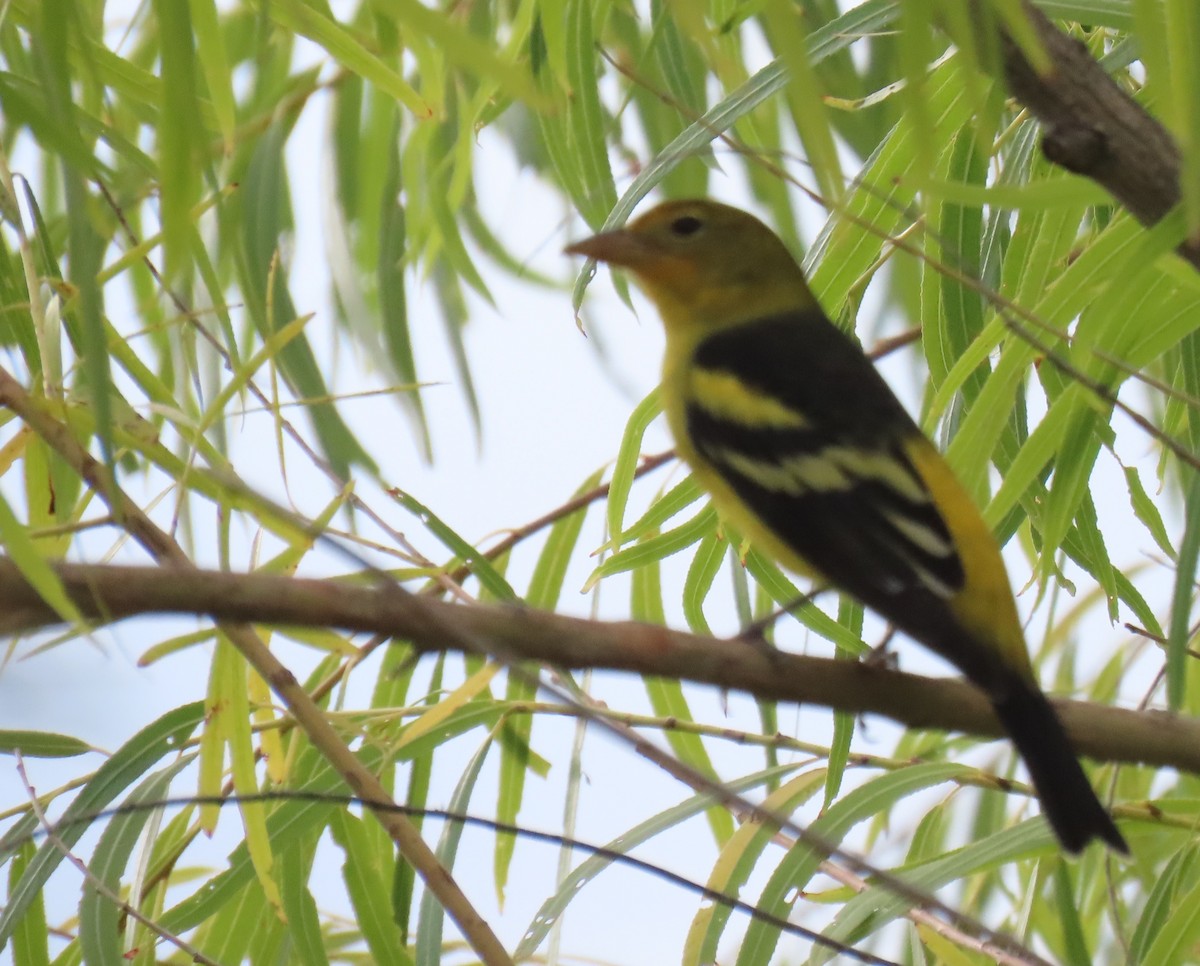 Western Tanager - ML642618741