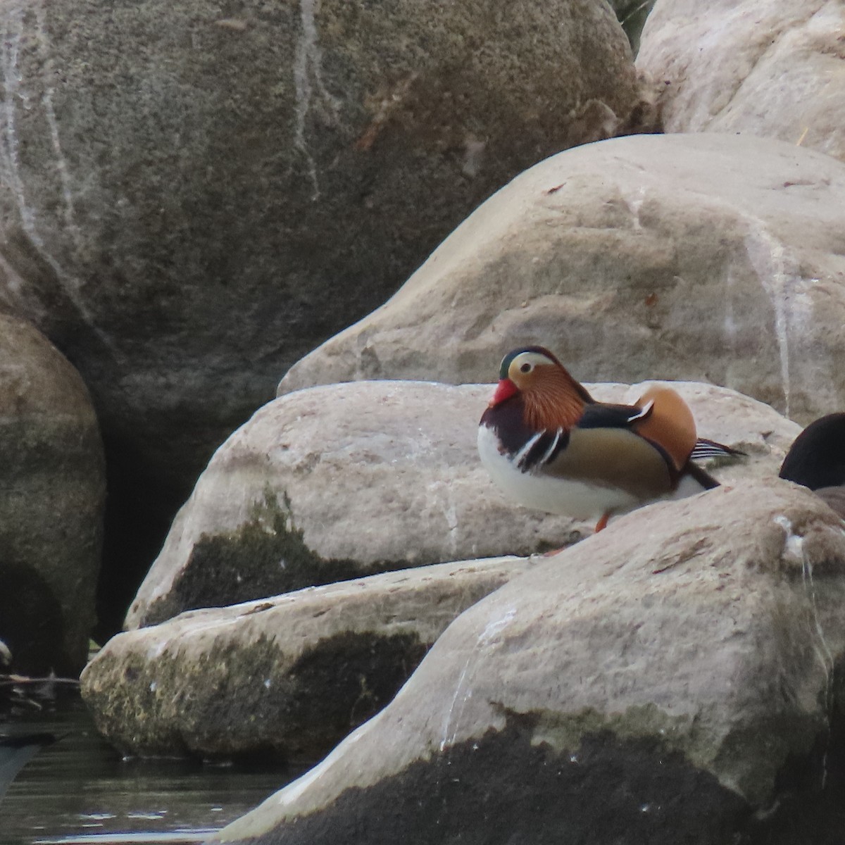 Mandarin Duck - ML642618742