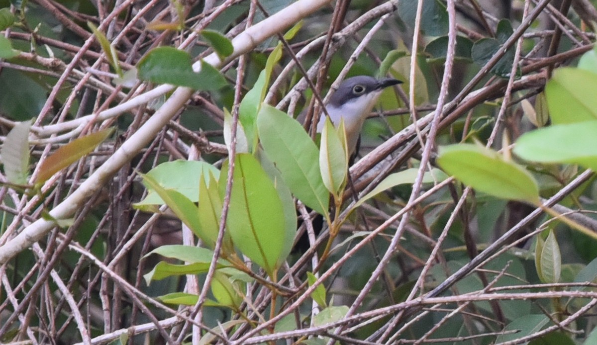 Dark-billed Cuckoo - ML642618761