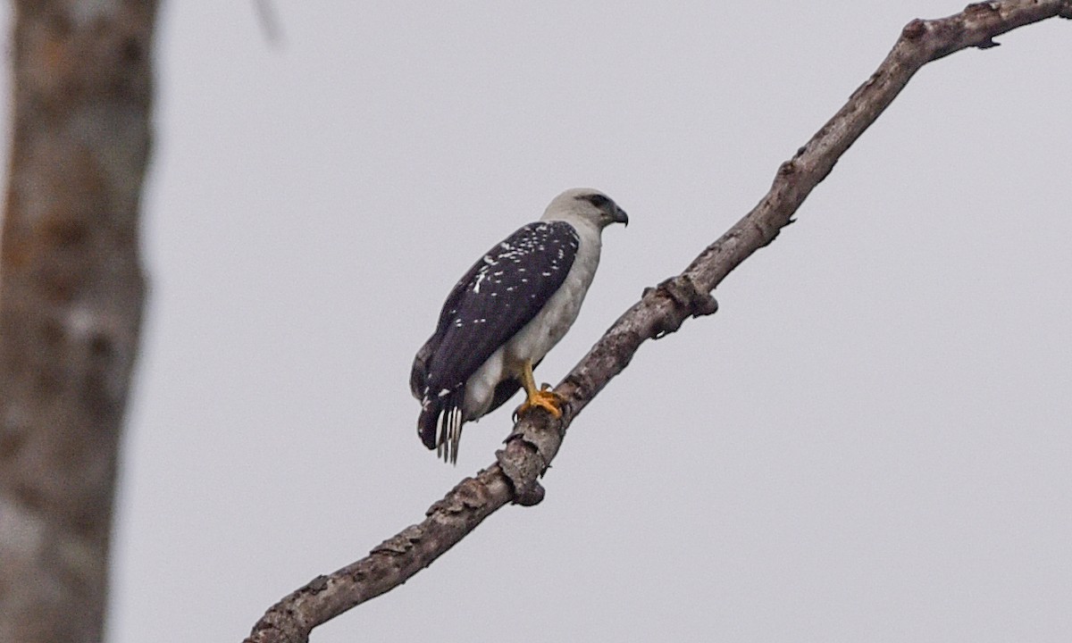 White Hawk - ML642618783