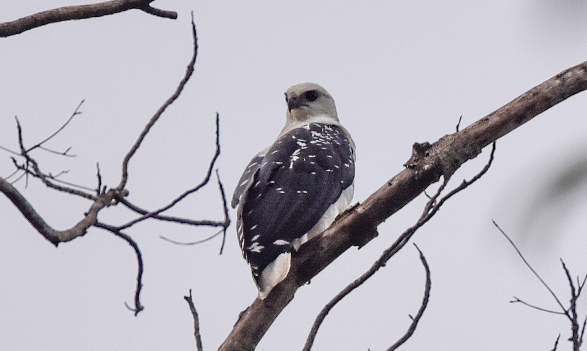 White Hawk - ML642618784