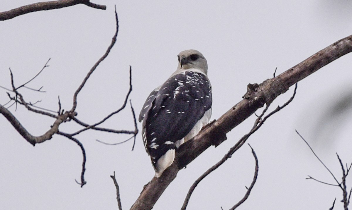 White Hawk - ML642618785