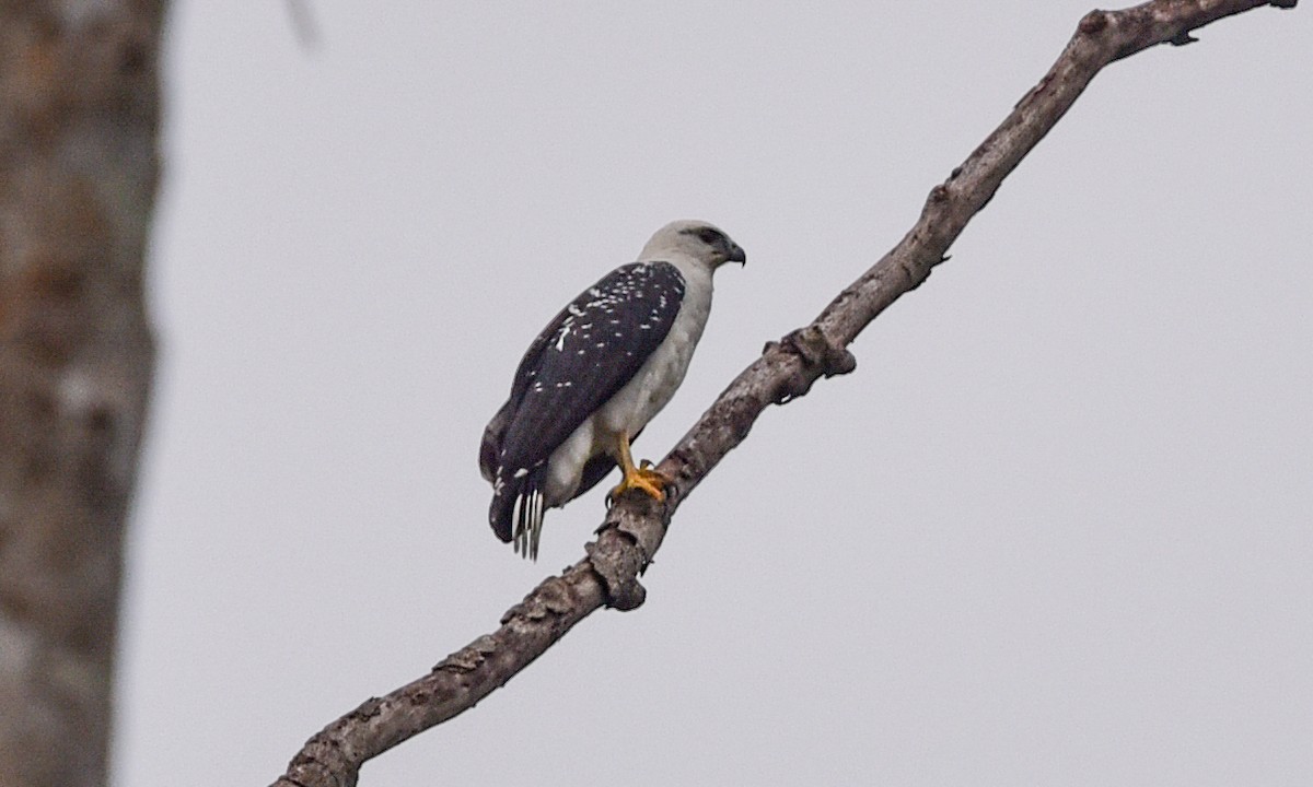 White Hawk - ML642618786