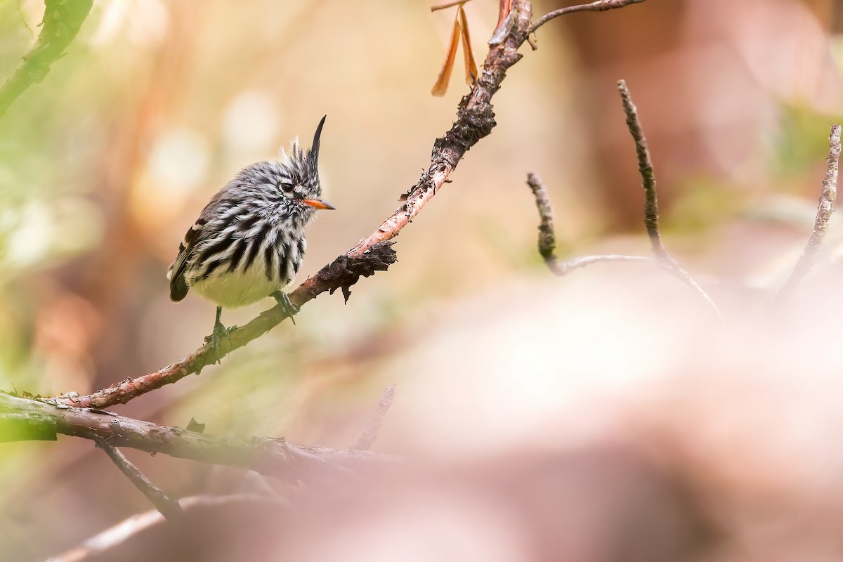 Yellow-billed Tit-Tyrant - ML642618787