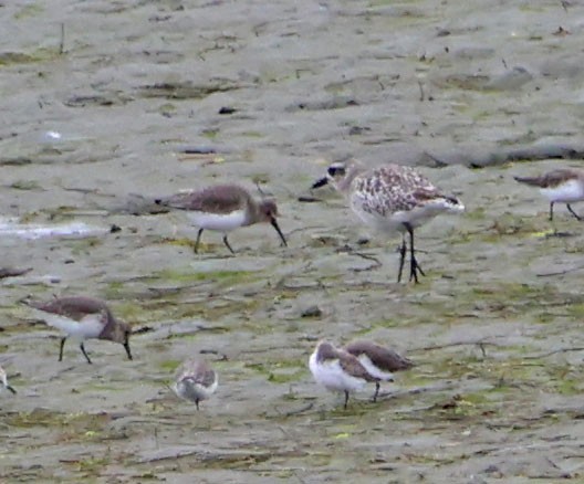 Black-bellied Plover - ML642618788
