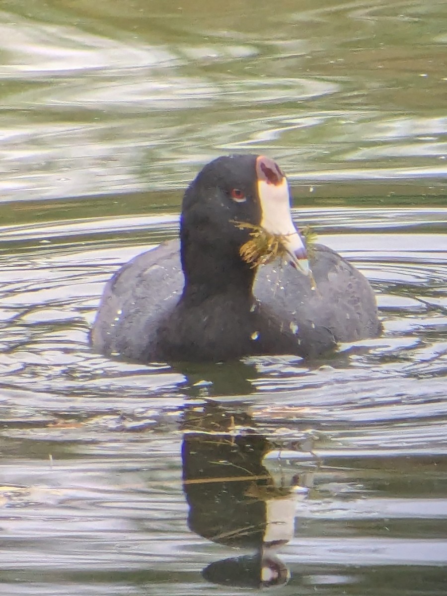American Coot - ML642618824
