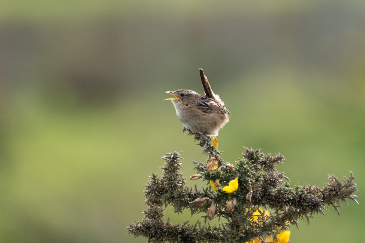 Grass Wren - ML642618850