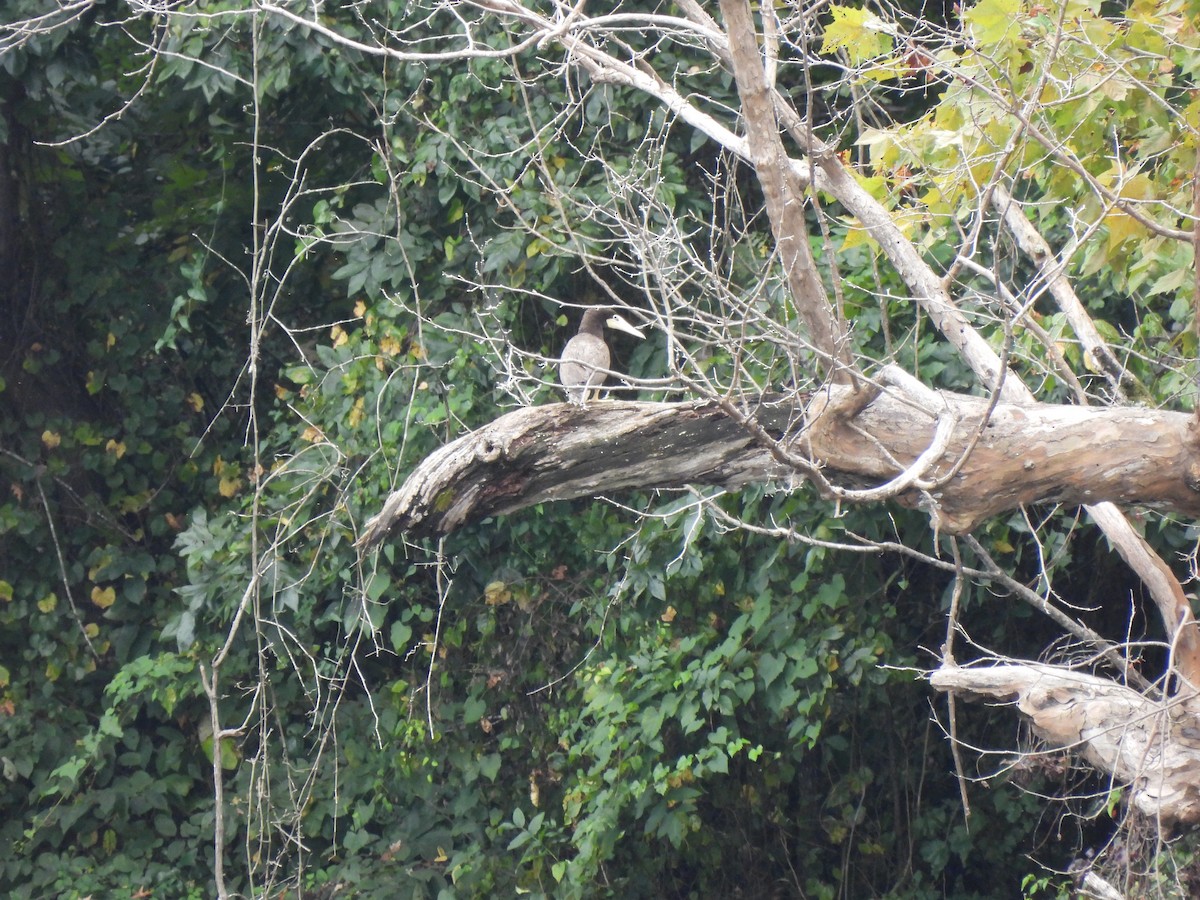 Brown Booby - ML642618861