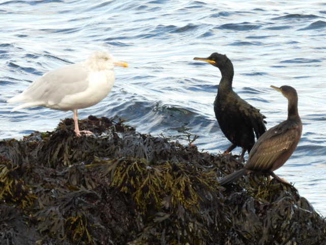 European Shag - ML642618862