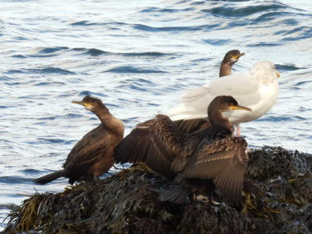 European Shag - ML642618864