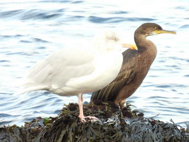 European Shag - ML642618865