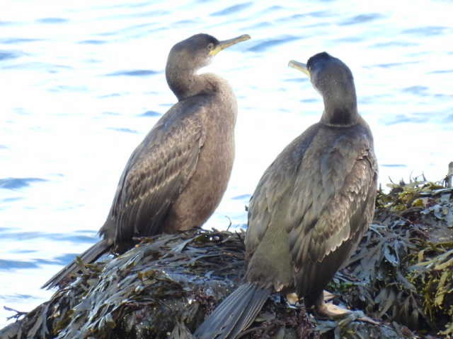 European Shag - ML642618866