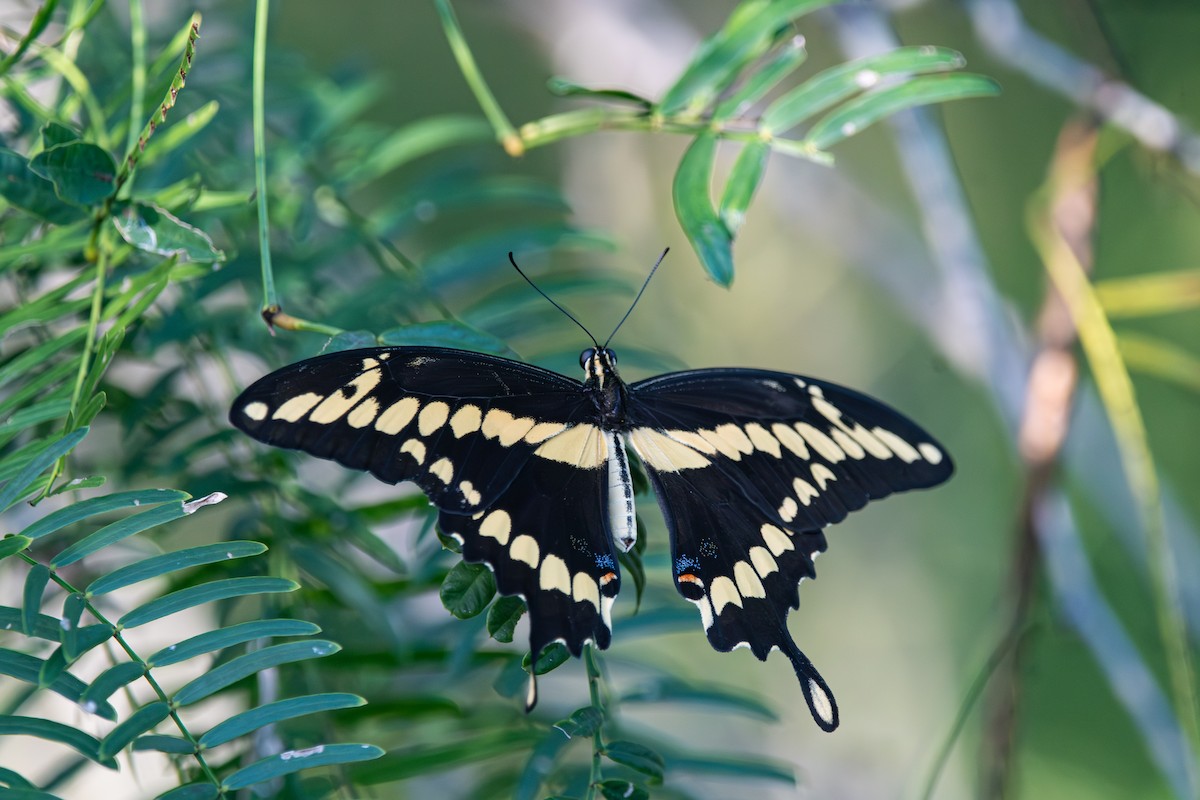 Western Giant Swallowtail - ML642618875