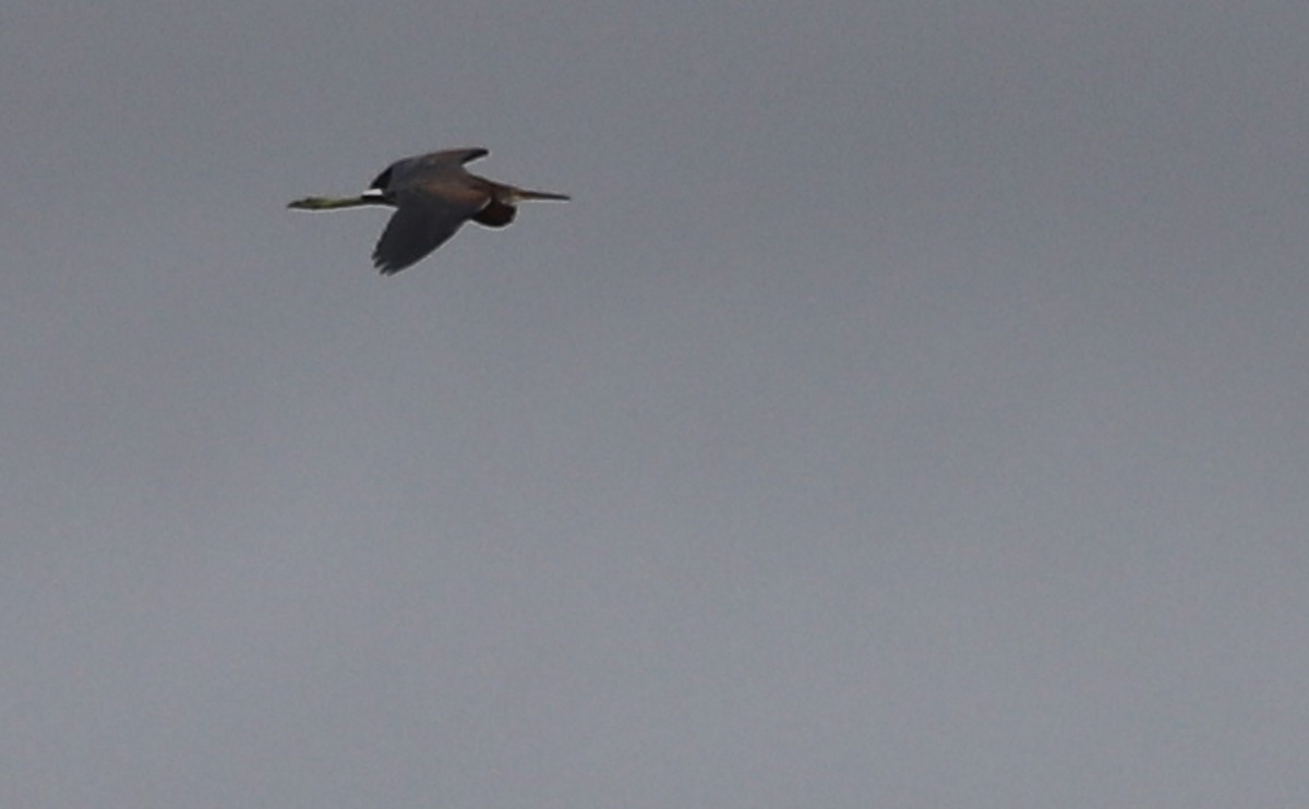 Tricolored Heron - ML642618886