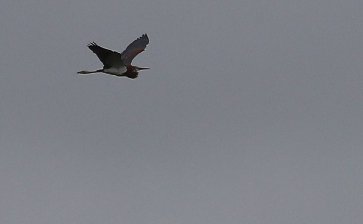 Tricolored Heron - ML642618888