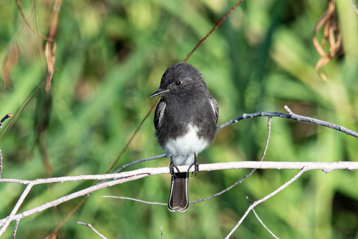 Black Phoebe - ML642618890