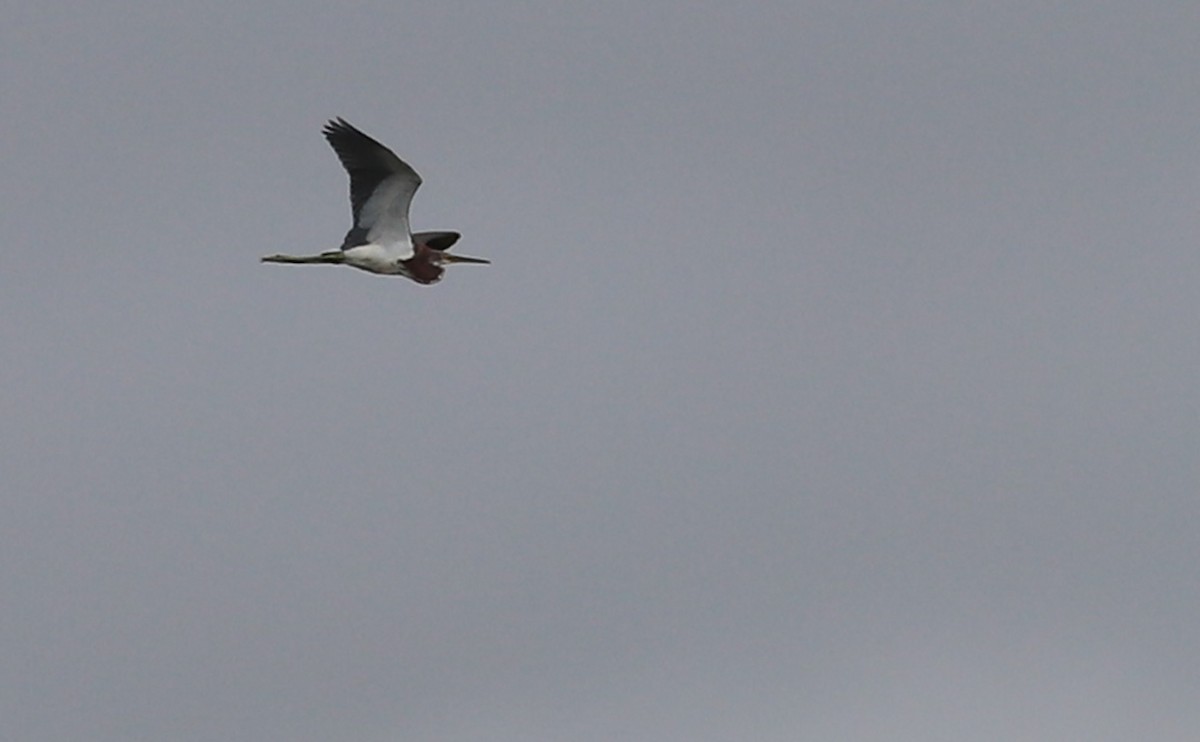Tricolored Heron - ML642618895