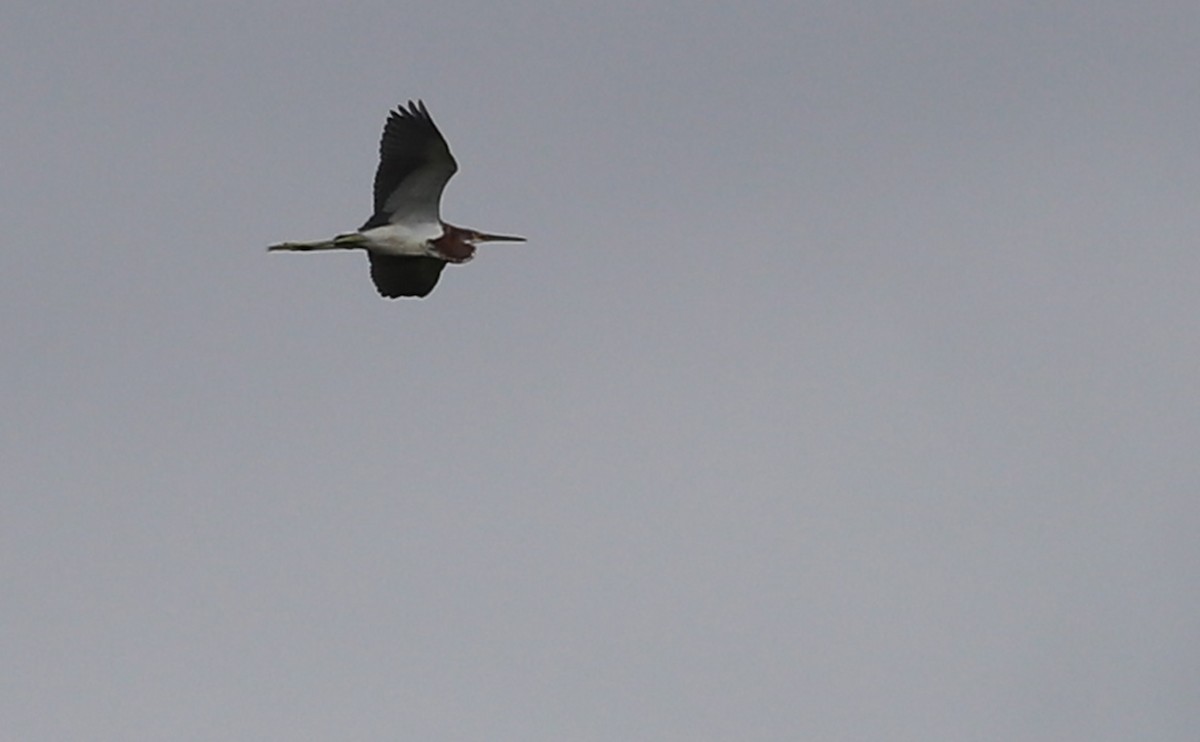 Tricolored Heron - ML642618896