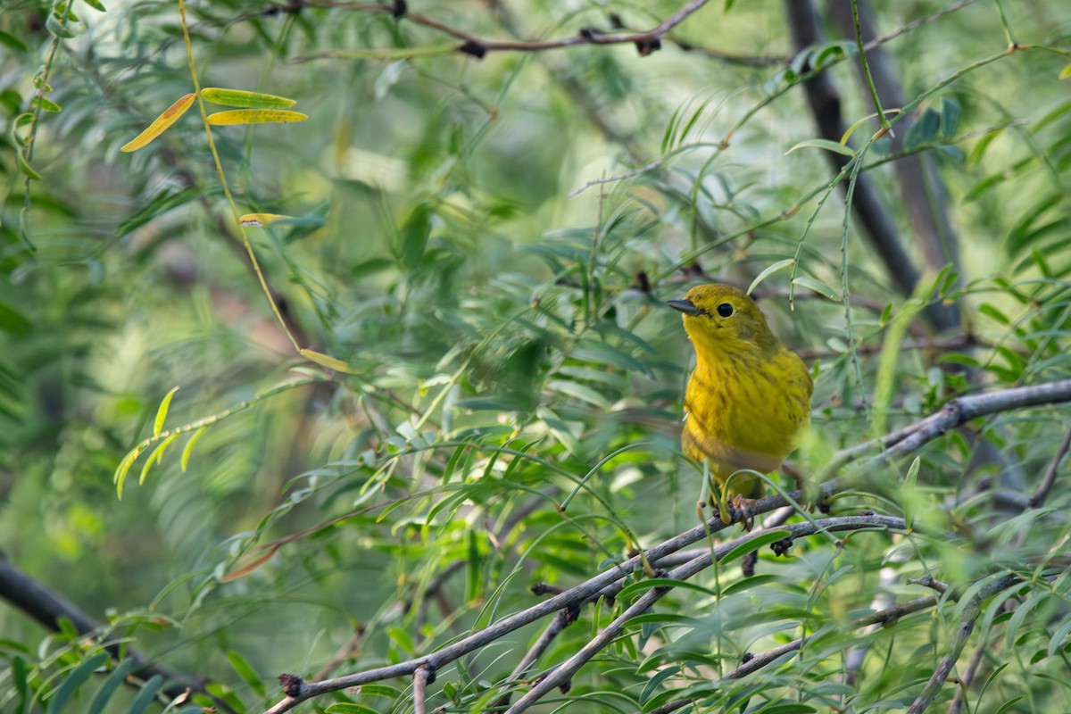 Northern Yellow Warbler - ML642618899
