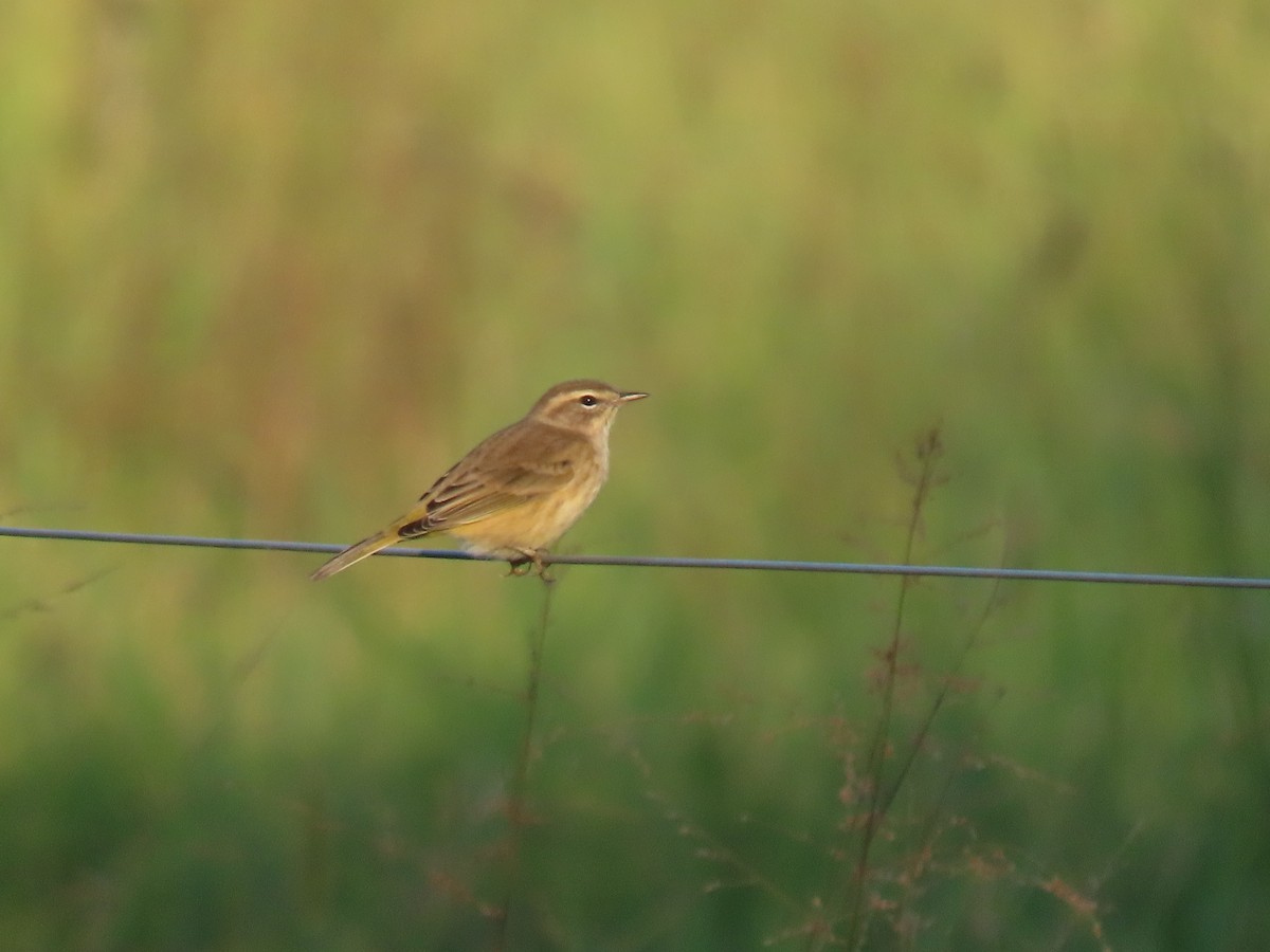 Paruline à couronne rousse (palmarum) - ML642618923