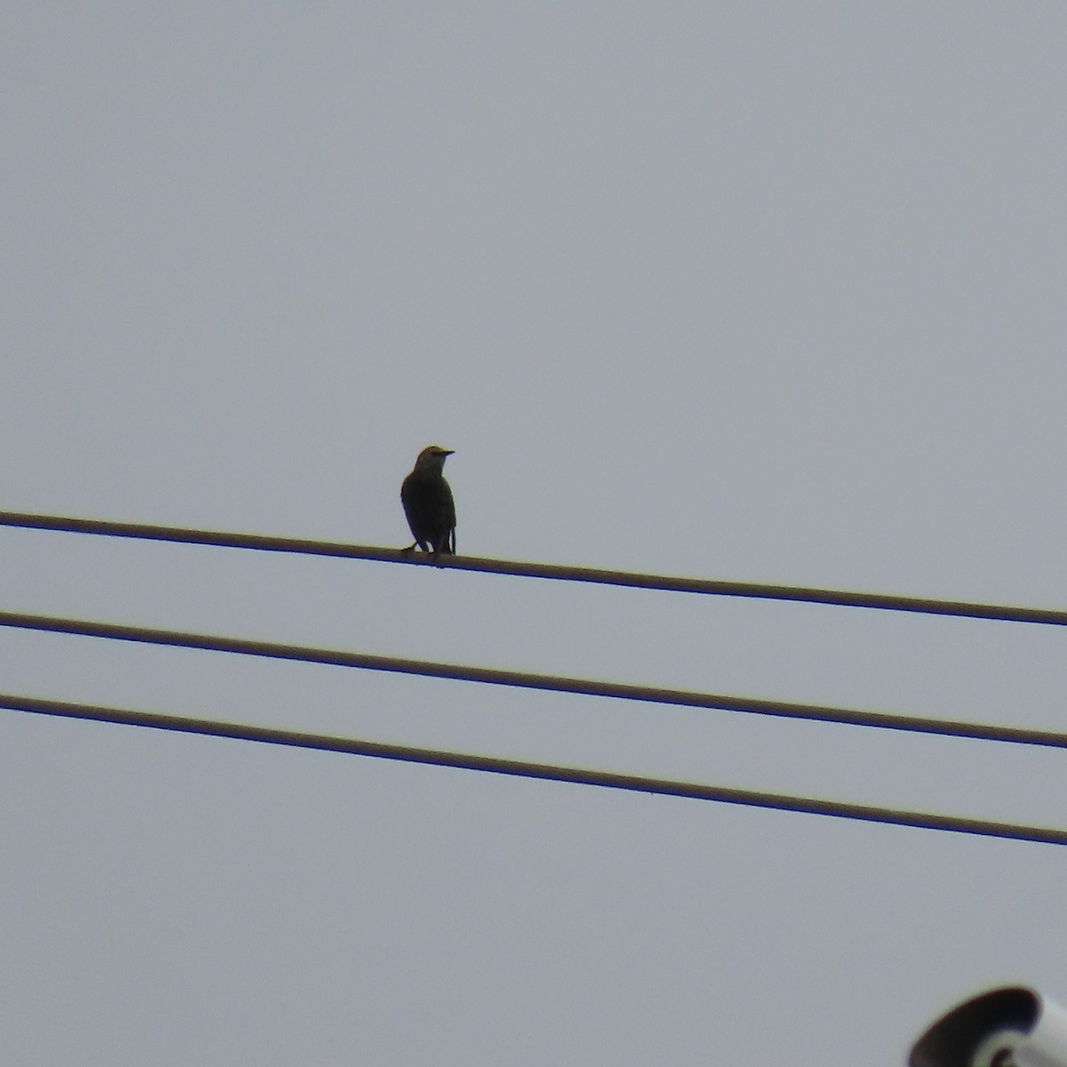 European Starling - ML642618924