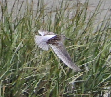 Short-billed/Long-billed Dowitcher - ML642618946