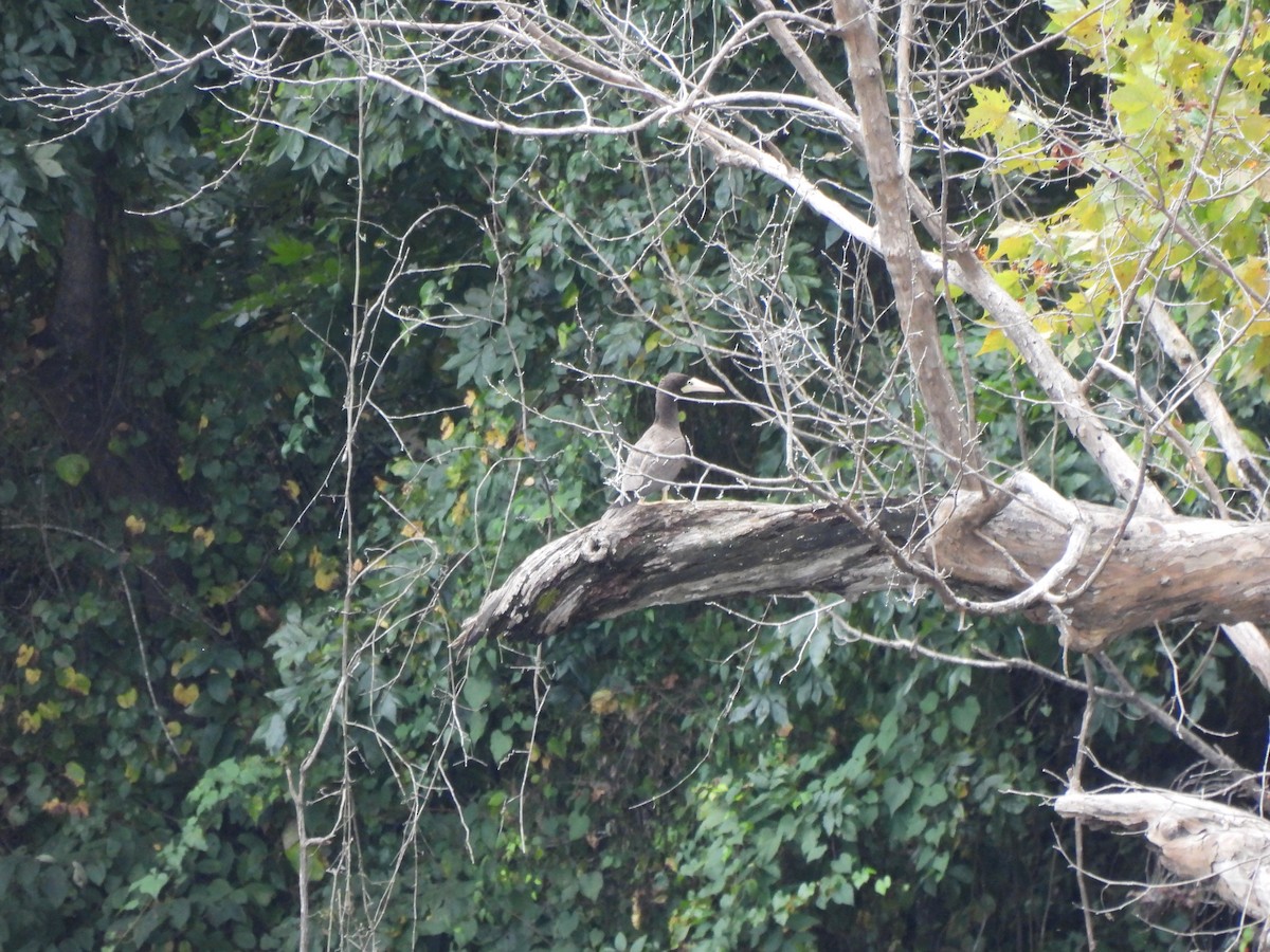 Brown Booby - ML642618956