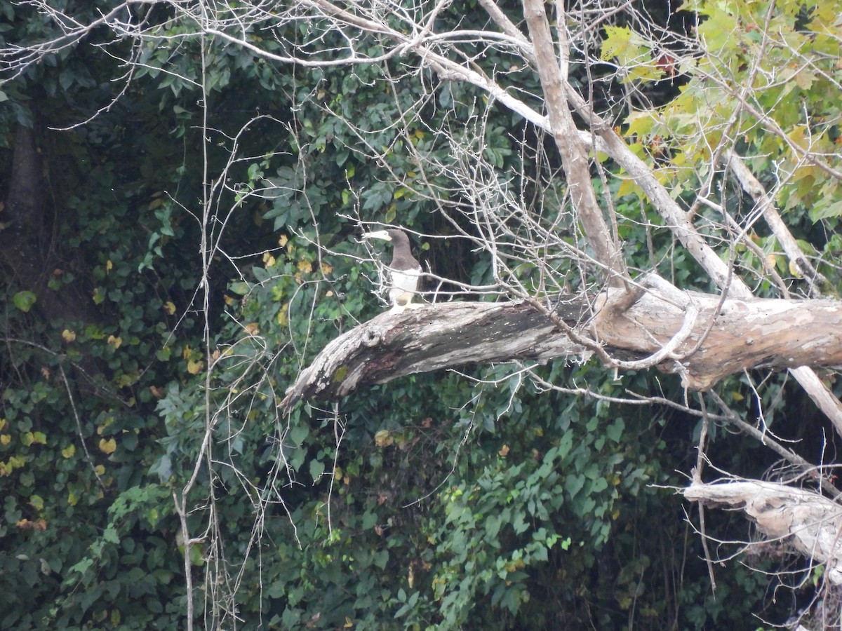 Brown Booby - ML642618973